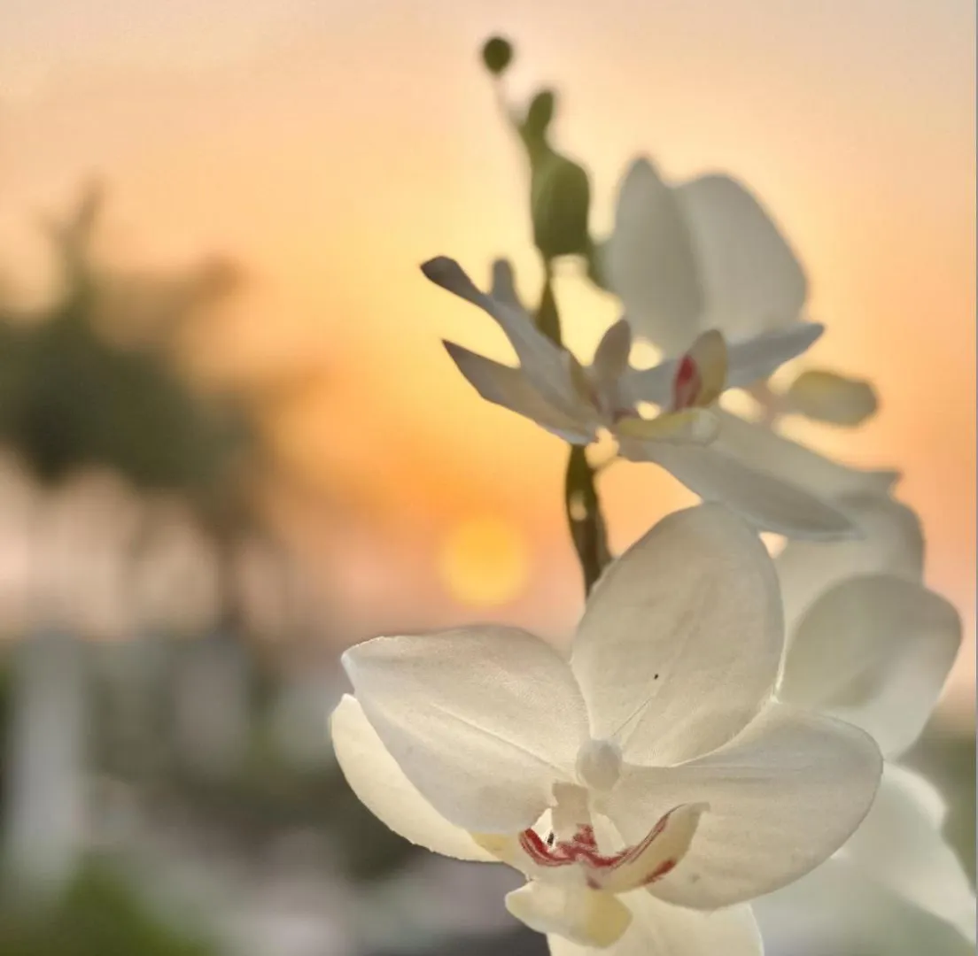 Apartment Tenerife Holidays Costa Adeje
